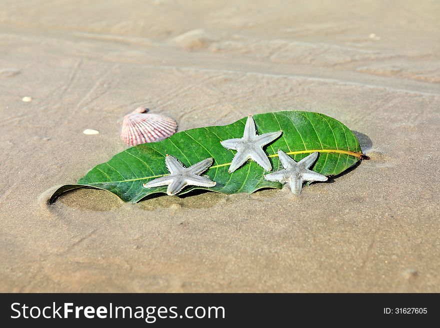 Starfishes , sea shell and leaf on the sand. Summer vacation background. Starfishes , sea shell and leaf on the sand. Summer vacation background
