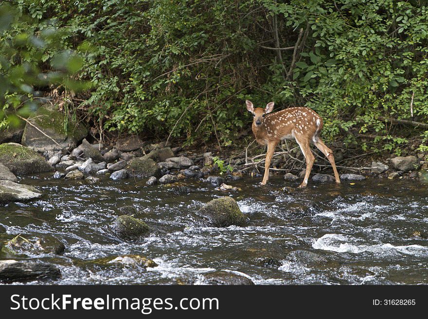 Fawn standing at the edge of a wooded creek. Fawn standing at the edge of a wooded creek.