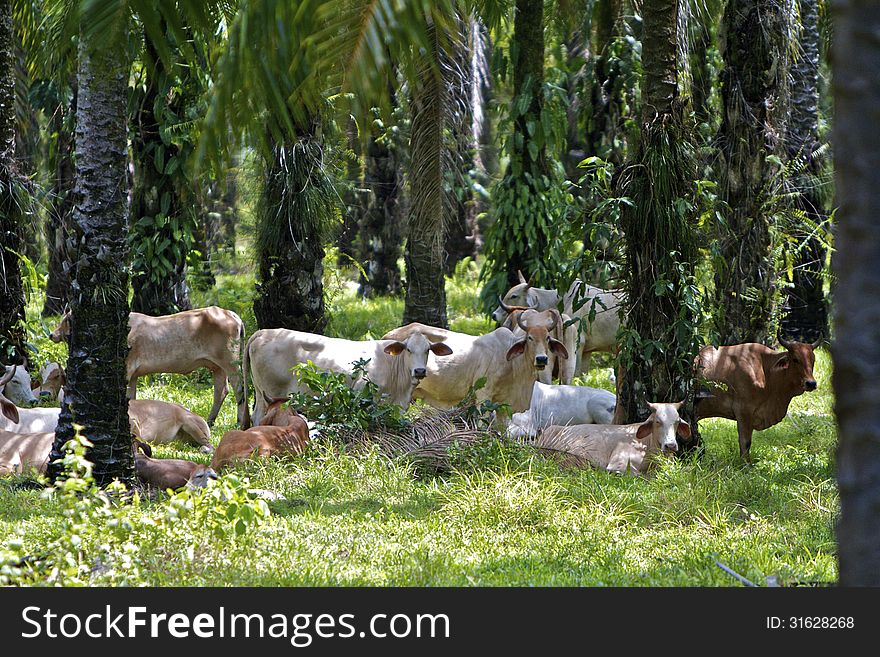 Small herd of brahmas under shady palm trees in Costa Rica. Small herd of brahmas under shady palm trees in Costa Rica.