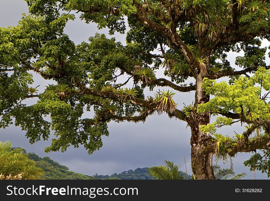 Costa Rican tree hosting many Bromeliads agains misty sky