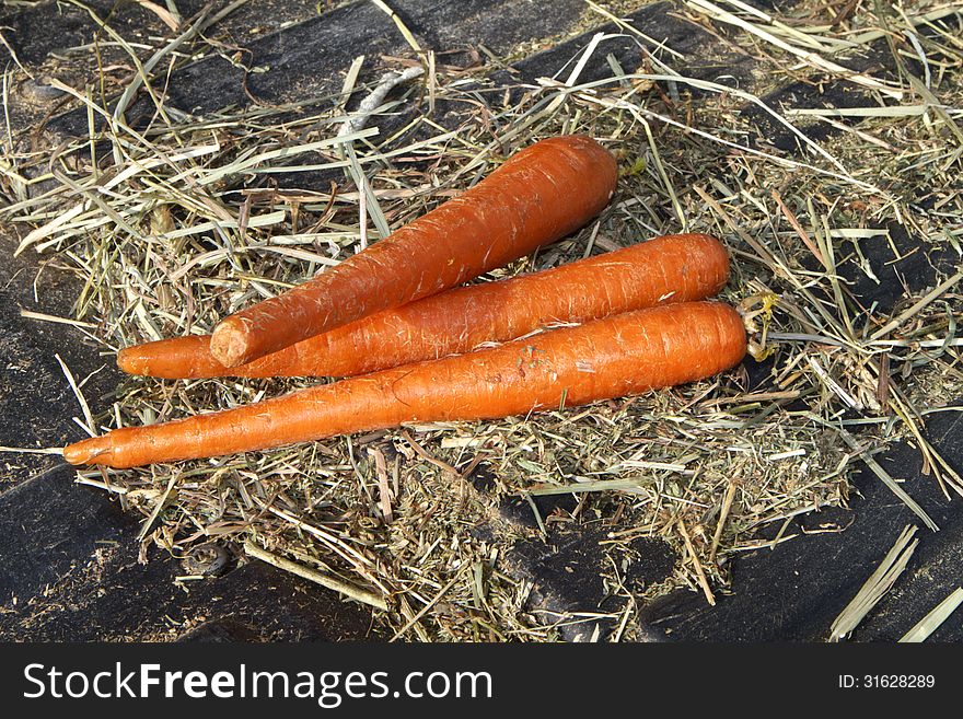 Three carrots on a patch of hay in the back of a farm vehicle. Three carrots on a patch of hay in the back of a farm vehicle.