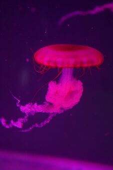 Pink Jellyfish In The Water Royalty Free Stock Photo