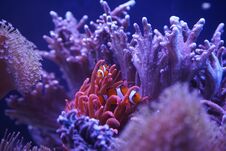 Nemo Fish In Water With Corals Stock Photography