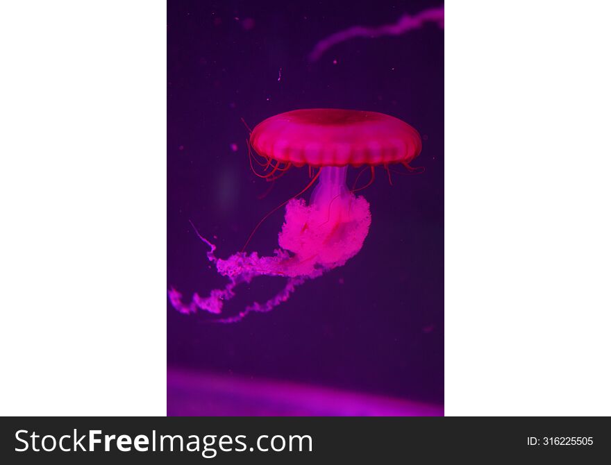 pink jellyfish in the water