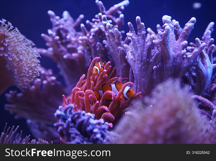 nemo fish in water with corals