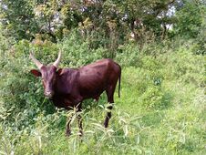 Local Breed Heifer Grazing In Grassland Vegetation Royalty Free Stock Photo