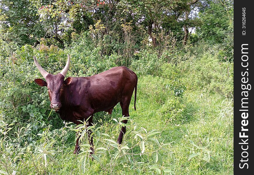 Local breed heifer grazing in grassland vegetation