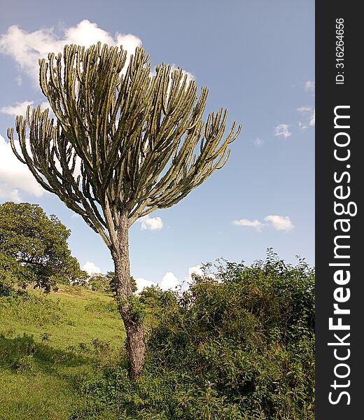 Beautiful cactus tree in Savannah vegetation
