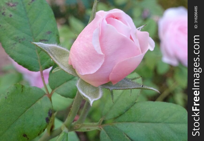 A small pink rose blooming