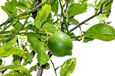 Green Lemon Royalty Free Stock Photo Green Lemon Royalty Free Stock Photo