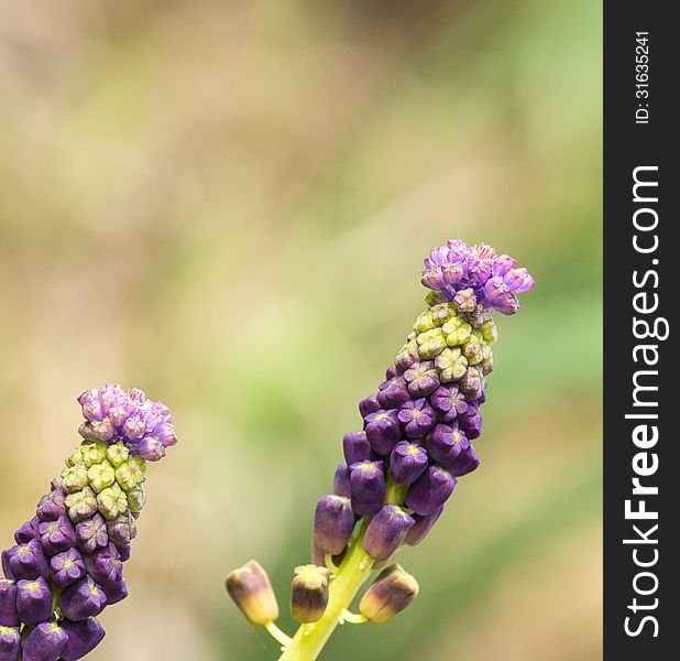 Muscari near a river in al spezia