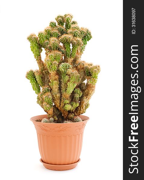 Old cactus in a pot on a white background