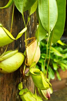 Tropical Pitcher Plants Stock Photography Tropical Pitcher Plants Stock Photography