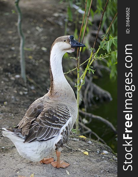 A goose from one of the farms surrounding Bucharest, Romania