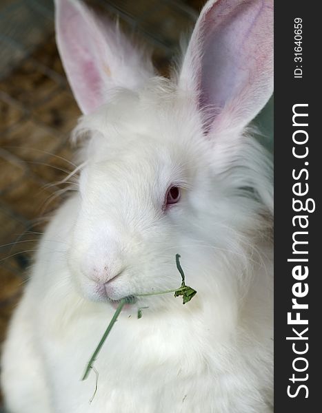 A white rabbit from one of the farms surrounding Bucharest, Romania