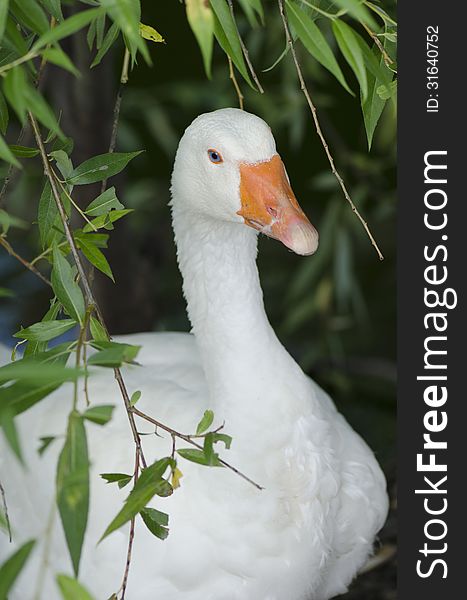 A goose from one of the farms surrounding Bucharest, Romania