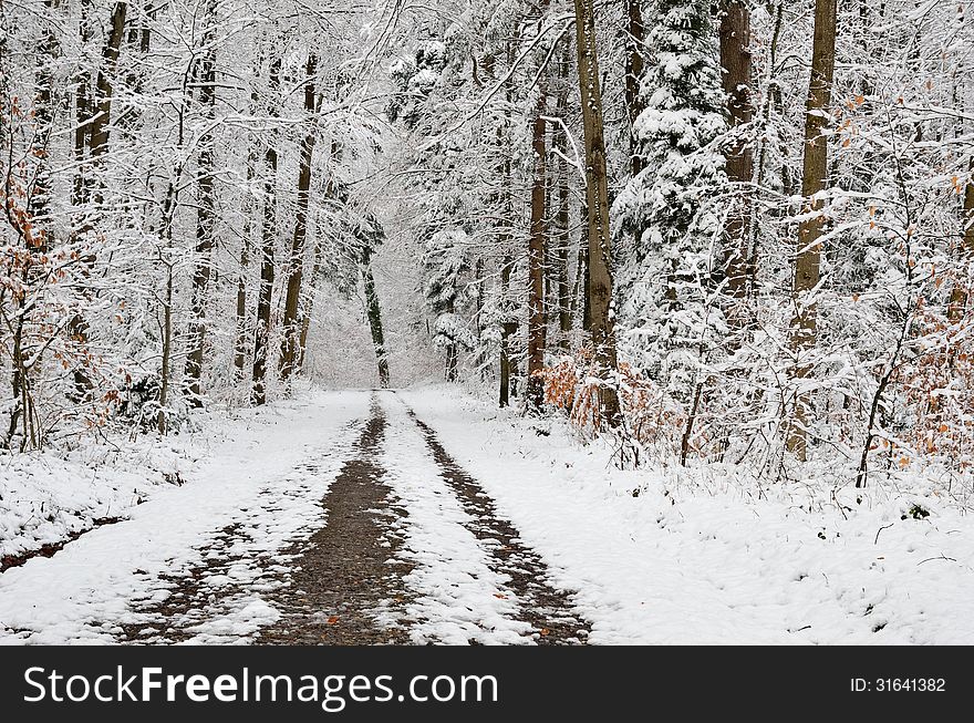 Forest Covered With Light Wet Snow