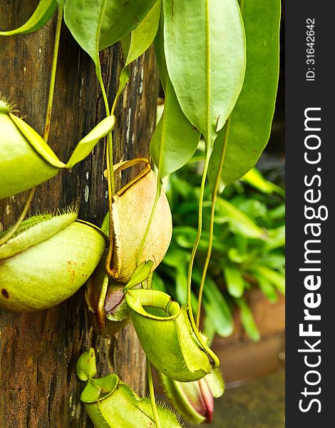 Tropical pitcher plants or Monkey cups in garden