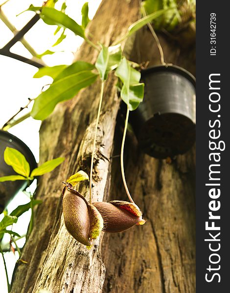 Tropical pitcher plants or Monkey cups in garden