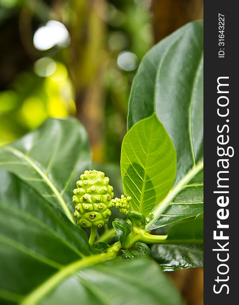 A Noni tropical fruit with medicinal properties. A Noni tropical fruit with medicinal properties