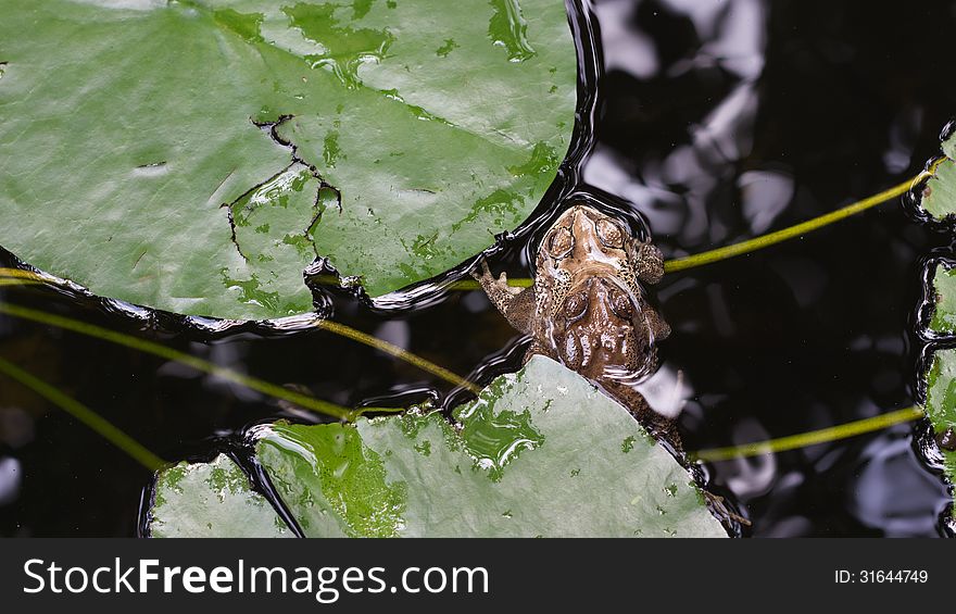 Mating Toads, Thailand