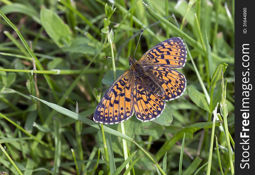 Butterflies occur on forest glades and edges, damp meadows, bogs; fly in the afternoon. Butterflies occur on forest glades and edges, damp meadows, bogs; fly in the afternoon.