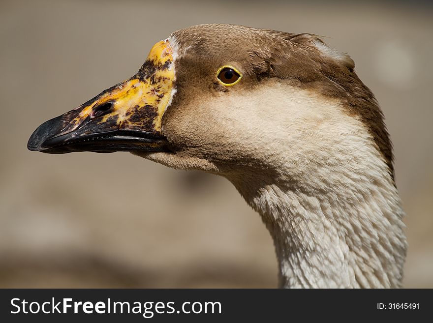 Portrait of a beautiful goose. Portrait of a beautiful goose