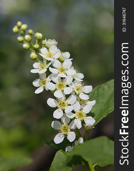 Branch of cherry blossoms