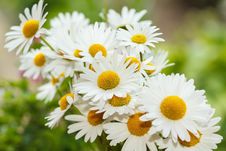 Daisy Flower With Shallow Focus Royalty Free Stock Images Daisy Flower With Shallow Focus Royalty Free Stock Images