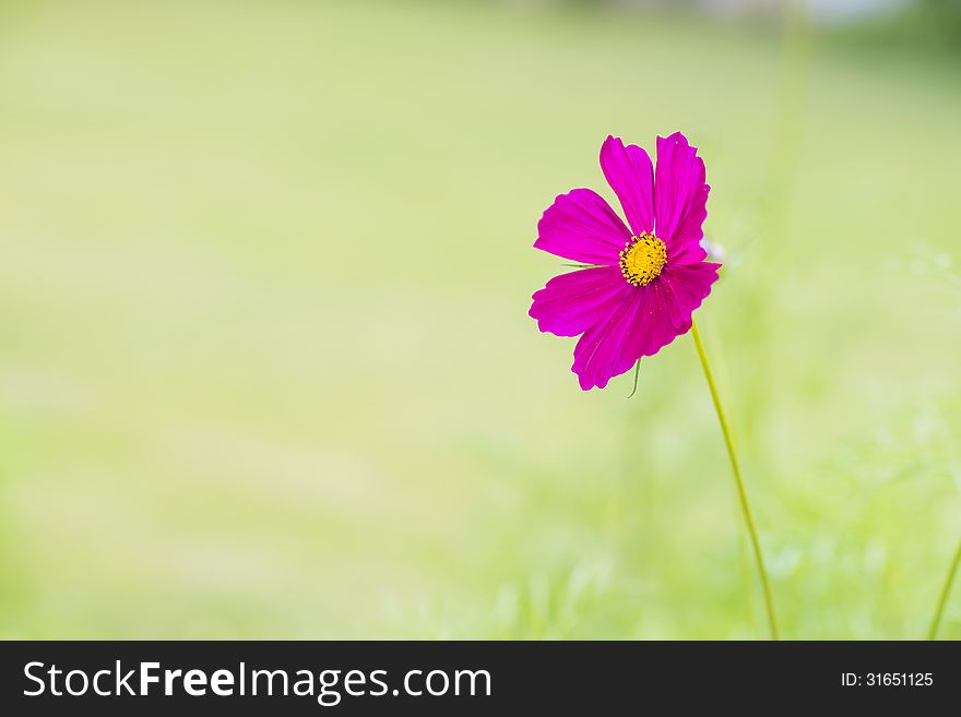 Pink cosmos flower on green background. Pink cosmos flower on green background