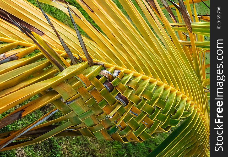 The Hand-twisted Palm Leaf