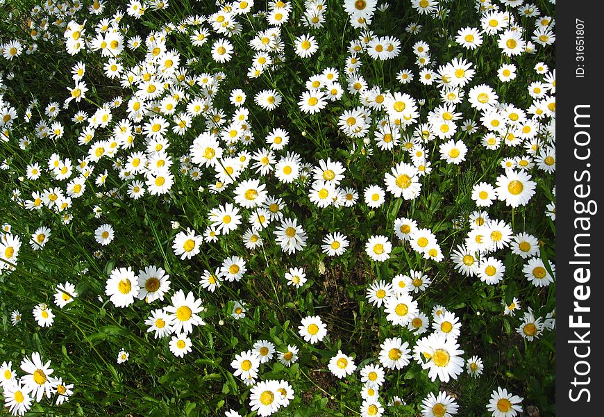 Image of beautiful white chamomile in the flower bed. Image of beautiful white chamomile in the flower bed