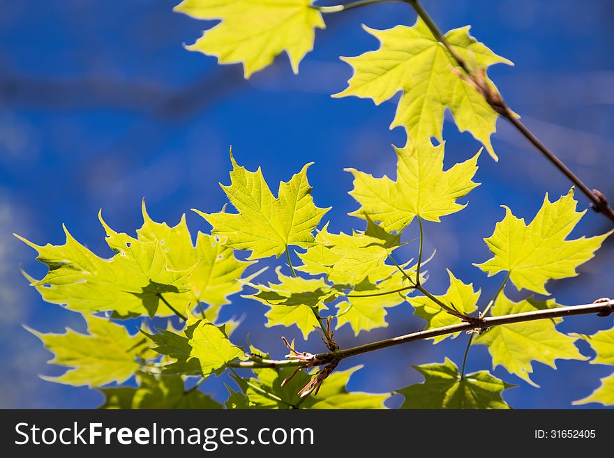 Fresh spring green maple leaves on the background of clear blue sky. Fresh spring green maple leaves on the background of clear blue sky