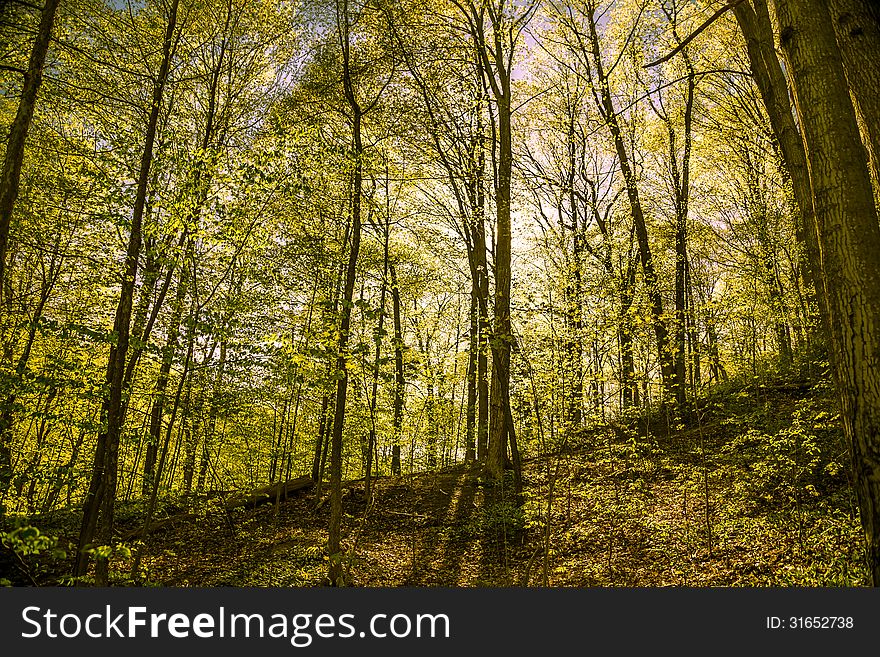 Spring sunshine in the forest