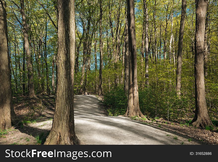 The path in the fresh green spring forest. The path in the fresh green spring forest