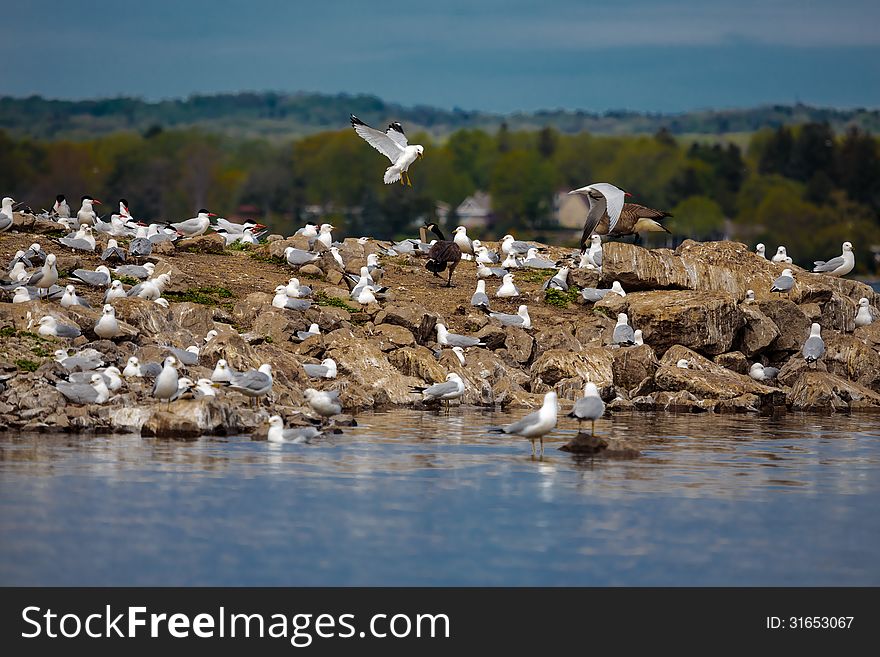 Lot of white seagulls on the rocky band of the lake. Lot of white seagulls on the rocky band of the lake