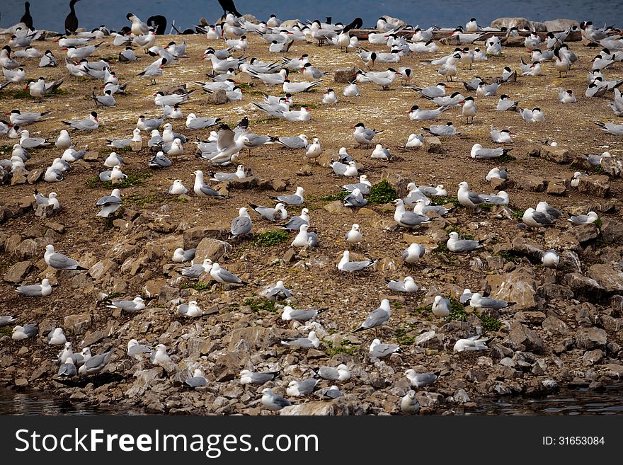 Seagulls meeting on the ground