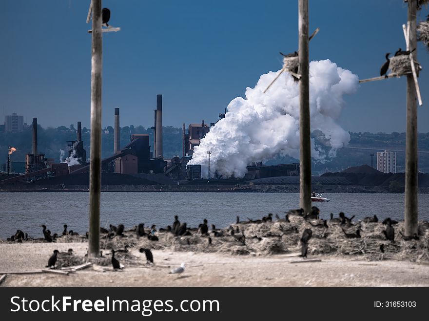 The view of black birds island on the background of smoking pipe of industrial plant. The view of black birds island on the background of smoking pipe of industrial plant