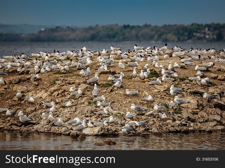 Seagulls harbour on the island