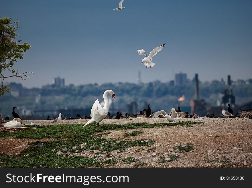 The bloody battle between white swan and seagull on the birds island. The bloody battle between white swan and seagull on the birds island