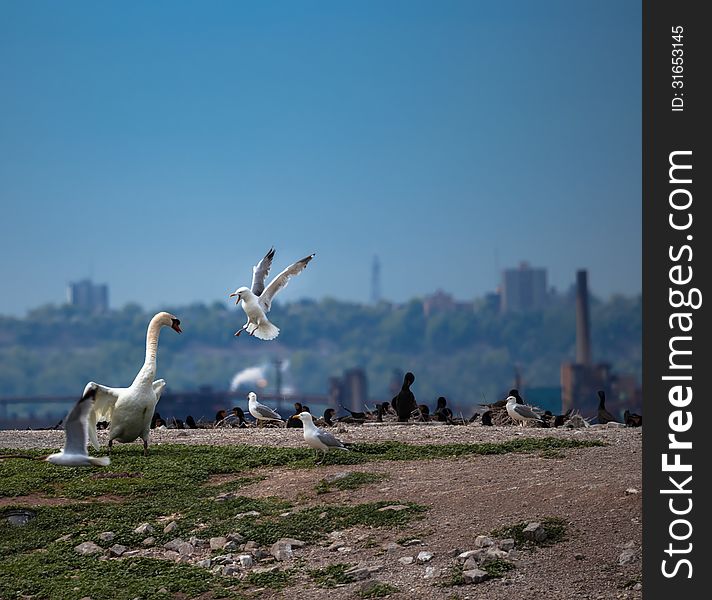 The fight between white swan and seagull on the birds island. The fight between white swan and seagull on the birds island