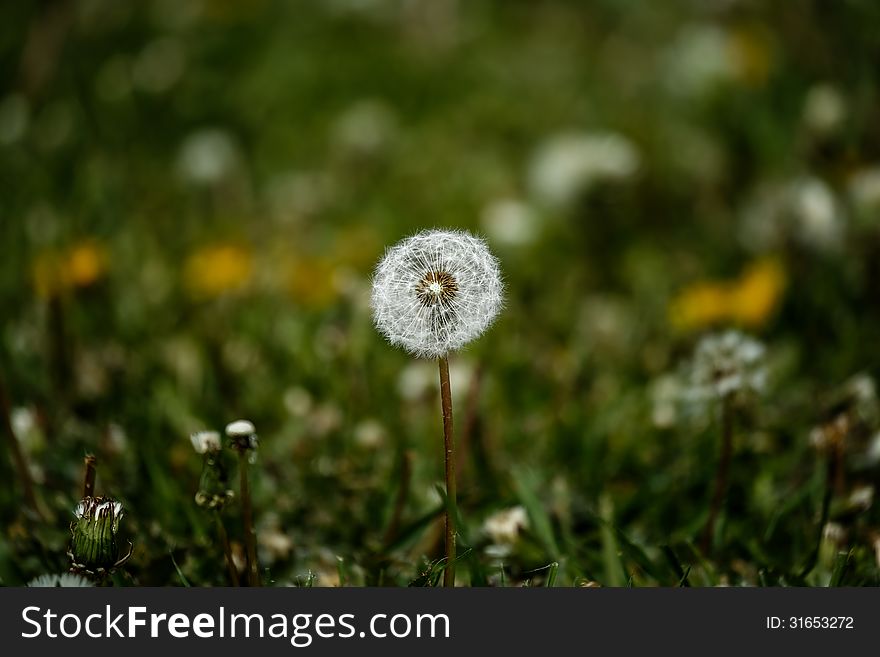 The view of fluffy dandelion on the background of green grass. The view of fluffy dandelion on the background of green grass