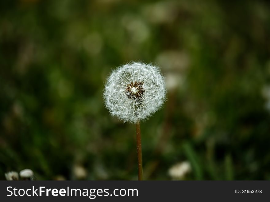 The view of fluffy dandelion on the background of green grass. The view of fluffy dandelion on the background of green grass