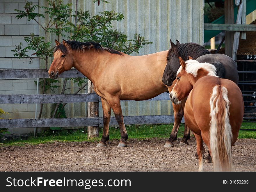 Three brown horses standing on the farm. Three brown horses standing on the farm