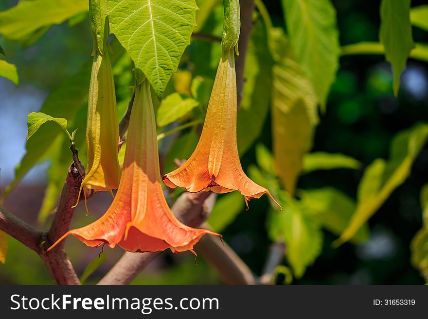 View of isolated orange bell flowers in sunlight