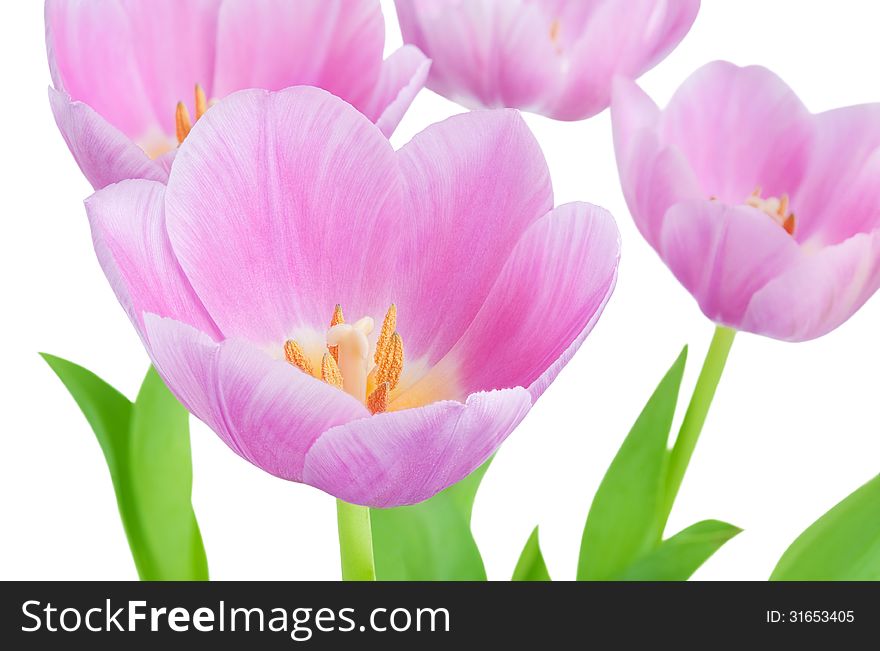 Blooming spring flowers tulips isolated on white background.Shallow focus