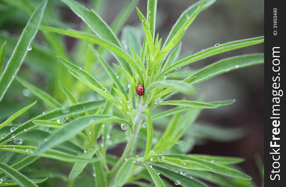 Ladybird on leaves with drops of dew