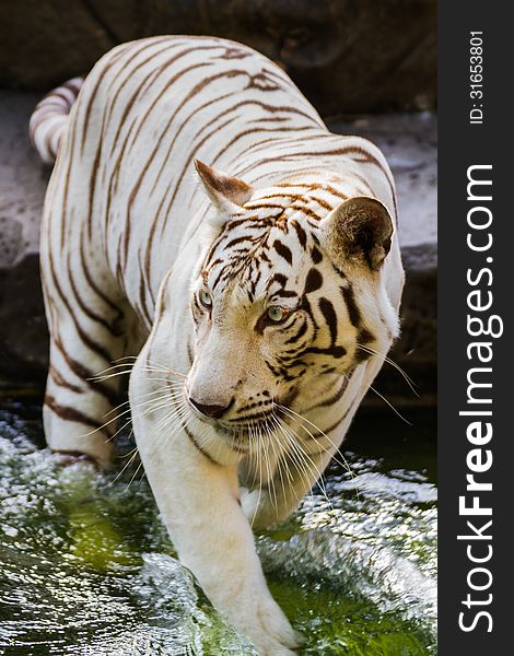 White Tiger standing in water