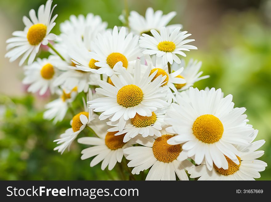 Daisy Flower With Shallow Focus