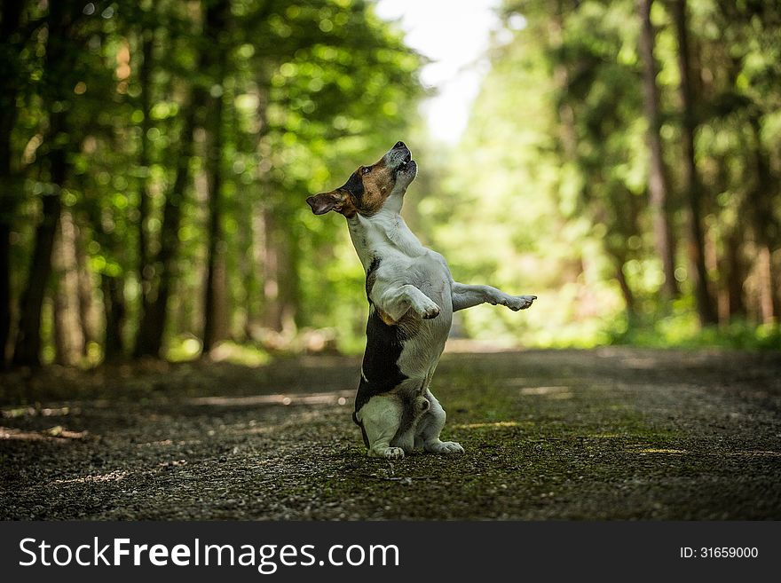 Jack russel terrier standing on hind